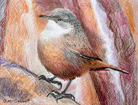 Canyon Wren by Deborah McDermott